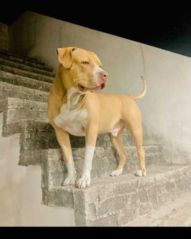 American Pit Bull Terrier Dogs For Mating In Muzaffarnagar