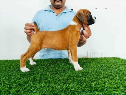 Boxer For Sale In Pune