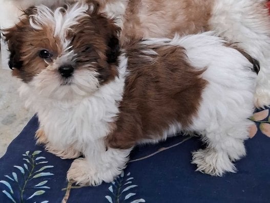 Shih Tzu For Sale In Kolkata