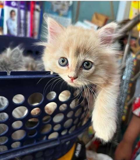 Persian For Sale In Moradabad