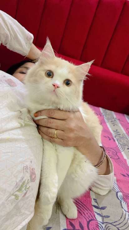Persian For Sale In Moradabad