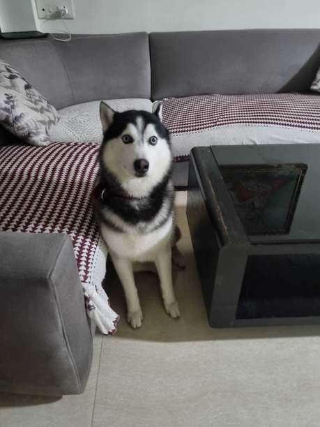 Siberian Husky Dogs For Mating In Mumbai