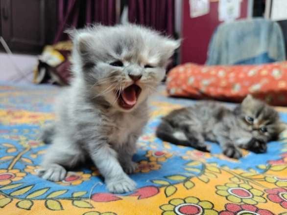 Siberian For Sale In Delhi
