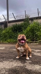 American Bully Dogs For Mating In Ernakulam