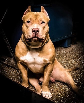 American Bully Dogs For Mating In Ernakulam
