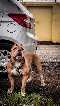 American Bully Dogs For Mating In Ernakulam