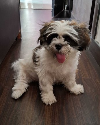Shih Tzu For Sale In Noida