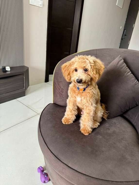 Maltipoo For Sale In Indore