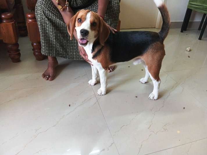 Beagle Dogs For Mating In Chennai