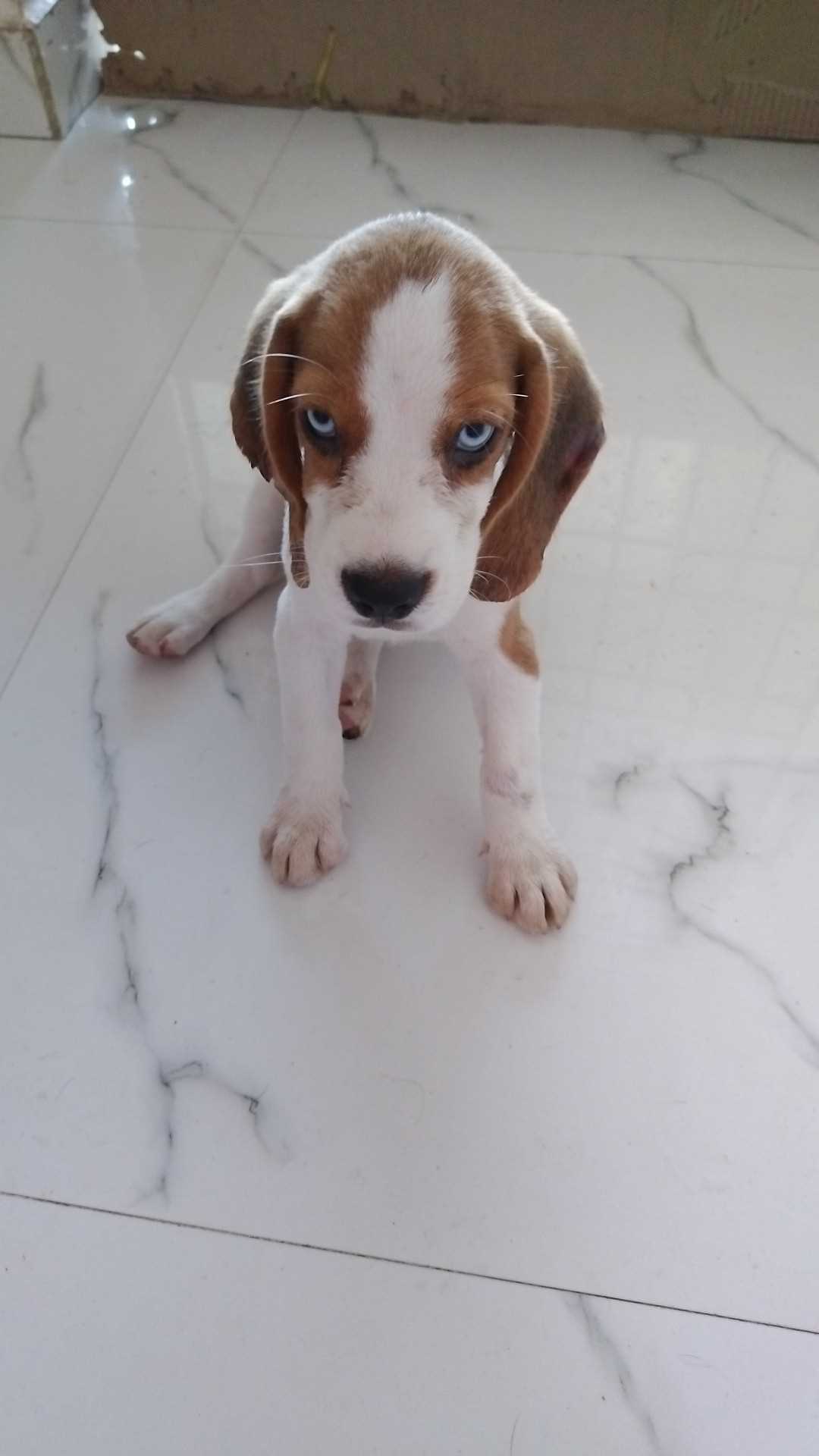 Beagle For Sale In Chennai