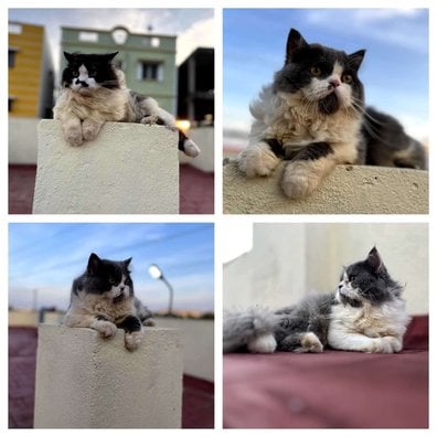 Persian Dogs For Mating In Chennai