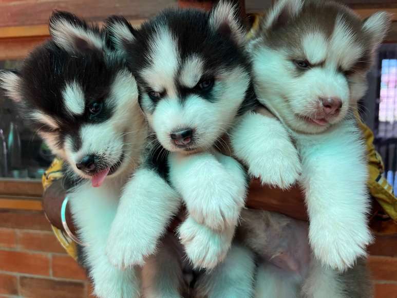 Siberian Husky For Sale In Vellore