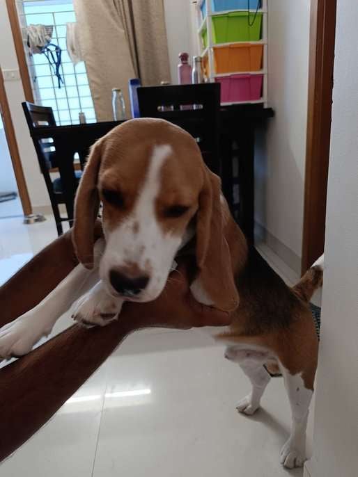 Beagle For Adoption In Bhopal
