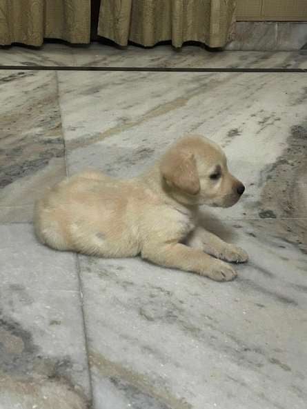 Labrador Retriever For Sale In Chandigarh