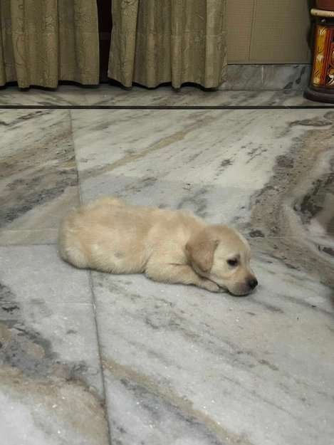 Labrador Retriever For Sale In Chandigarh