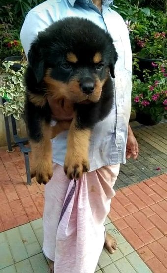 Rottweiler For Sale In Thrissur
