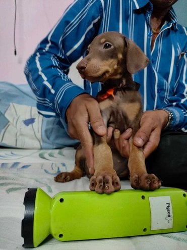 Doberman Pinscher For Sale In Ambikapur