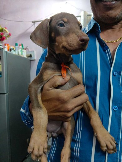 Doberman Pinscher For Sale In Ambikapur