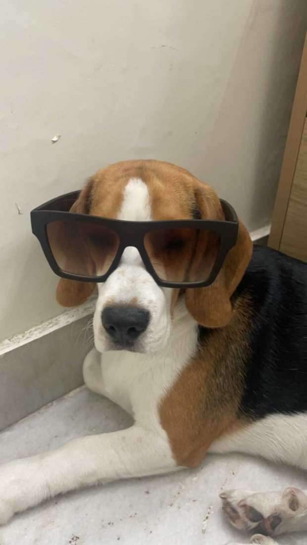 Beagle Dogs For Mating In Delhi