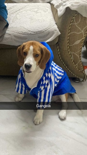 Beagle Dogs For Mating In Delhi