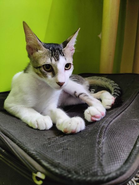 Indian Breed For Adoption In Thane