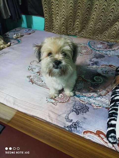 Lhasa Apso Dogs For Mating In Delhi