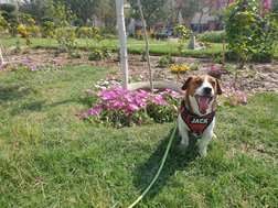 Jack Russell Terrier Dogs For Mating In Delhi