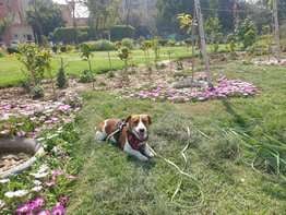 Jack Russell Terrier Dogs For Mating In Delhi