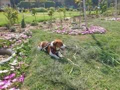 Jack Russell Terrier Dogs For Mating In Delhi