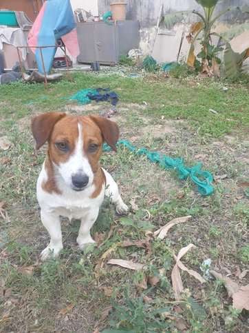 Jack Russell Terrier Dogs For Mating In Delhi