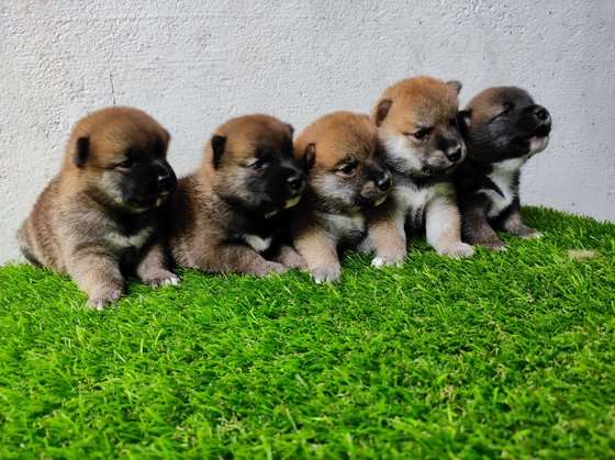 Shiba Inu For Sale In Thrissur