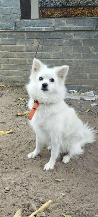 American Eskimo Dogs For Mating In Kollam