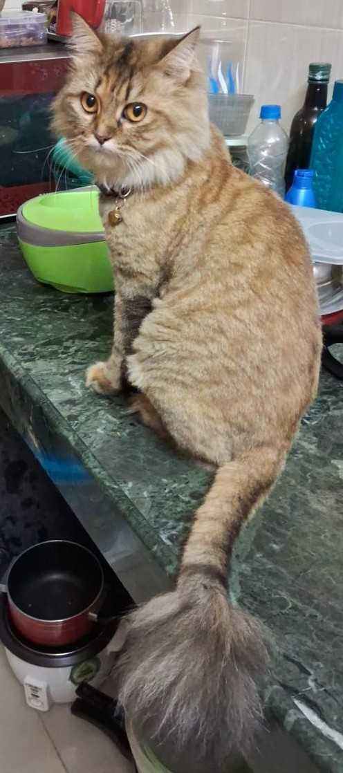 Persian For Adoption In Mumbai