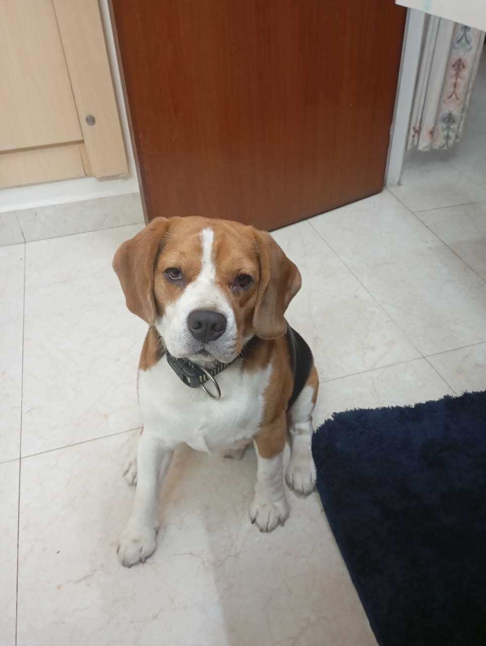 Beagle Dogs For Mating In Bangalore