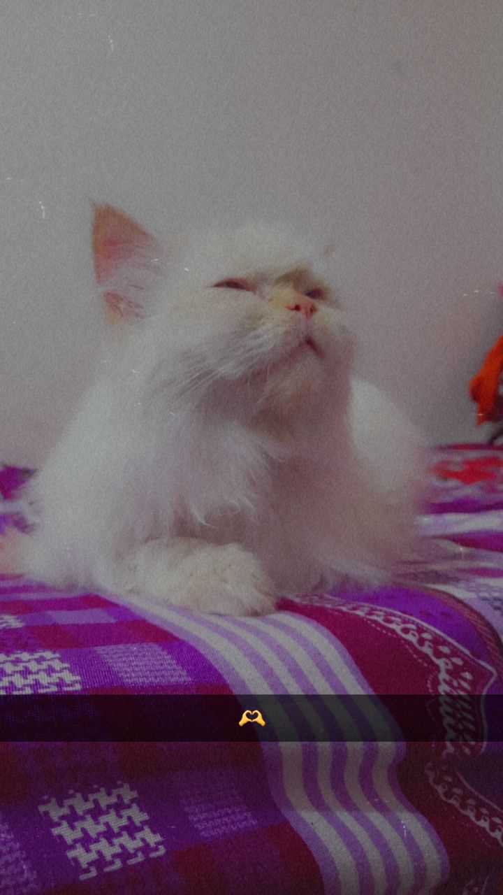 Persian Dogs For Mating In Pune
