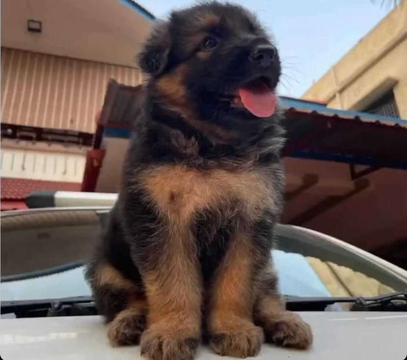 German Shepherd For Sale In Kottayam
