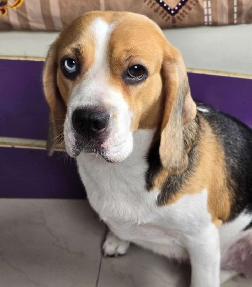 Beagle For Adoption In Mumbai
