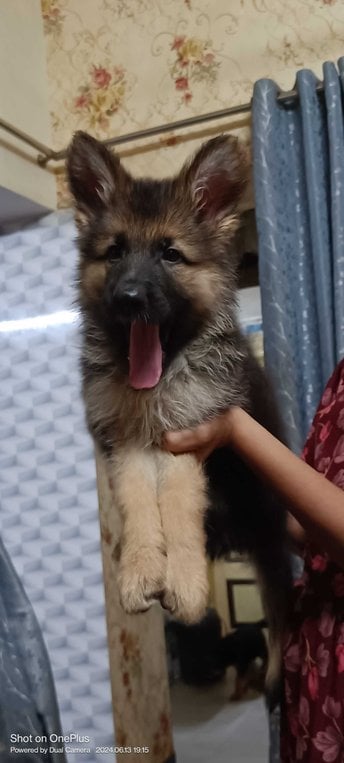 German Shepherd For Sale In Thane