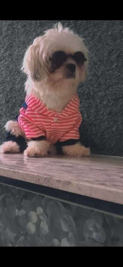 Shih Tzu Dogs For Mating In Secunderabad