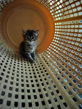 Persian For Adoption In Coimbatore