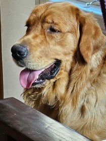 Golden Retriever Dogs For Mating In Tumkur