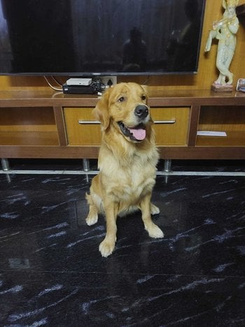 Golden Retriever Dogs For Mating In Tumkur