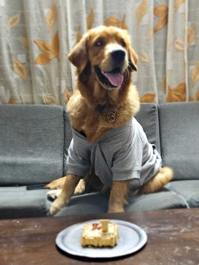 Golden Retriever Dogs For Mating In Tumkur