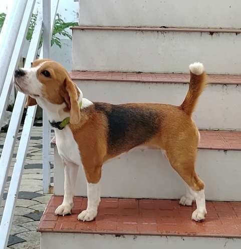 Beagle For Adoption In Thiruvananthapuram