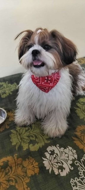 Shih Tzu Dogs For Mating In Delhi