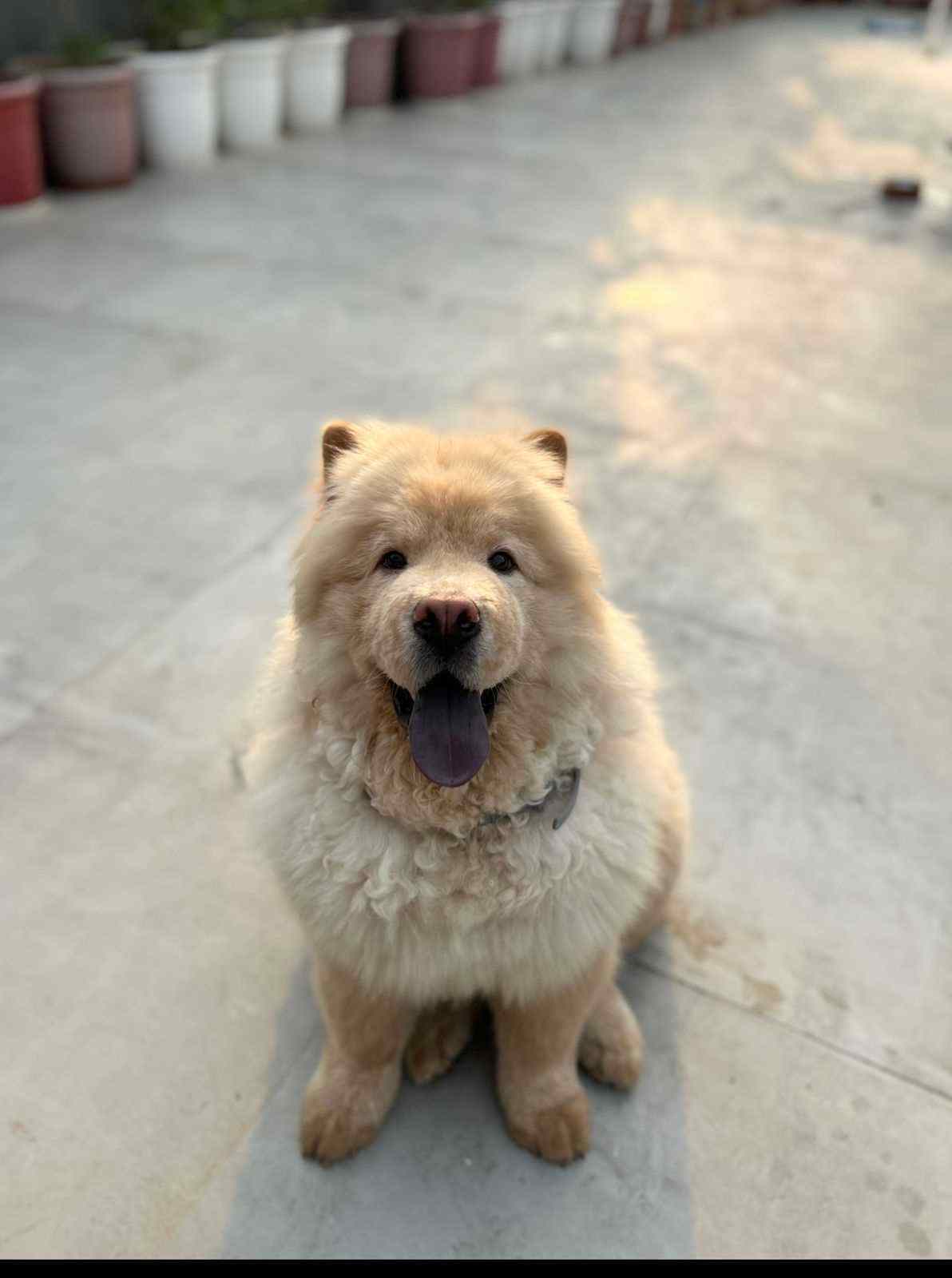 Chow Chow Dogs For Mating In Delhi