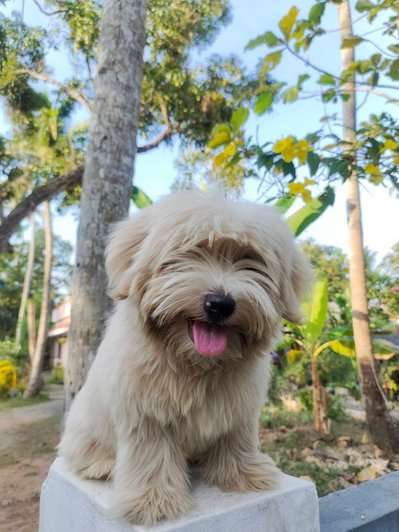 Lhasa Apso For Sale In Kottayam