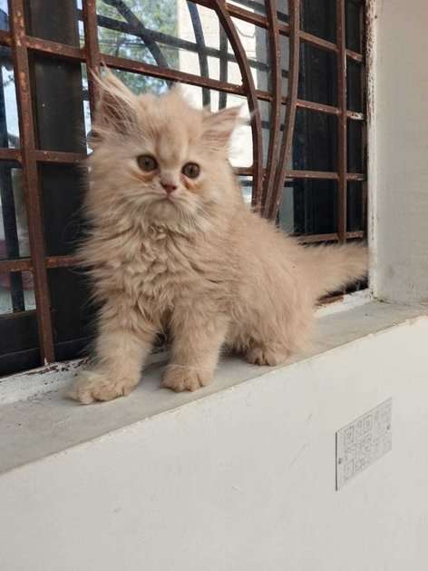 Persian For Sale In Nagpur