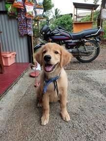 Golden Retriever For Sale In Kolhapur