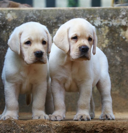 Labrador Retriever For Sale In Malappuram